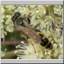 Crabro cribrarius - Grabwespe m02 11mm.jpg